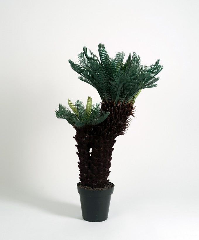 PIANTA CICAS