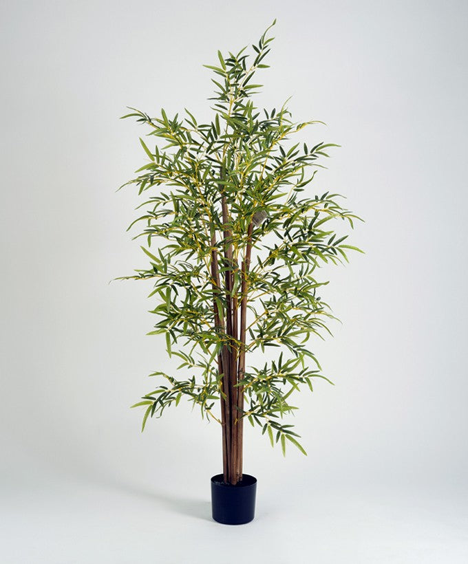 PIANTA BAMBU' FOGLIE CHIARE