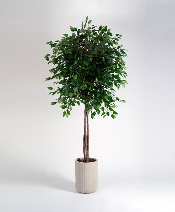 PIANTA BENGIAMINO AD ALBERELLO VERDE - 1.80 CM
