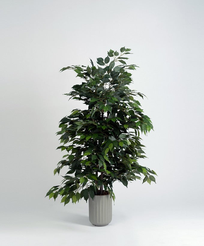 PIANTA BENGIAMINO ALTA - 1.50 CM