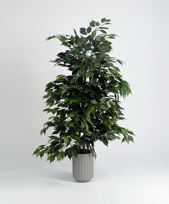 PIANTA BENGIAMINO ALTA - 1.80 CM