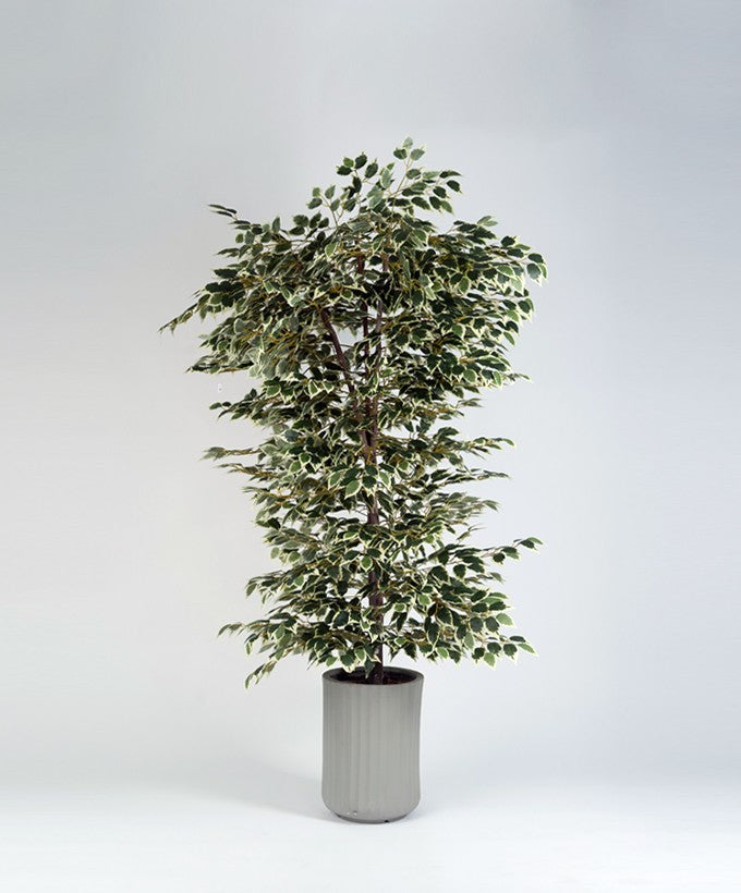 PIANTA BENGIAMINO VARIEGATA - 1.80