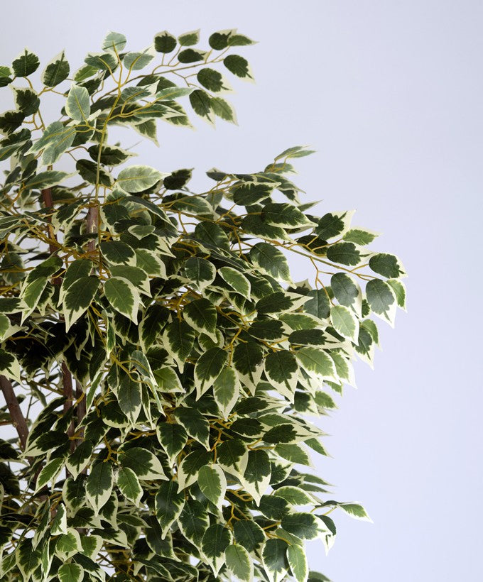 PIANTA BENGIAMINO VARIEGATA - 2.10