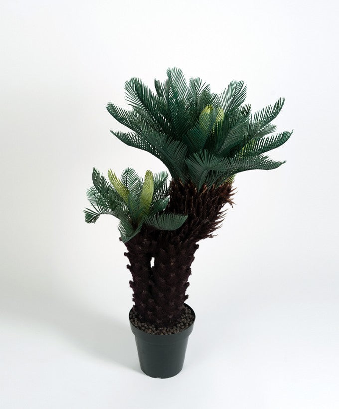PIANTA CICAS