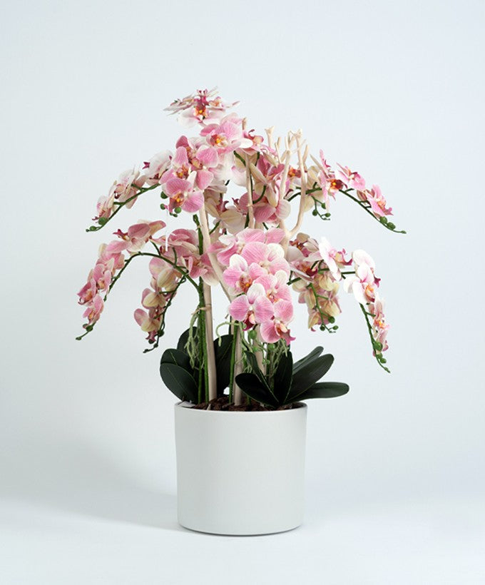 PIANTA ORCHIDEA SFUMATA PHALAENOPSIS - ROSA