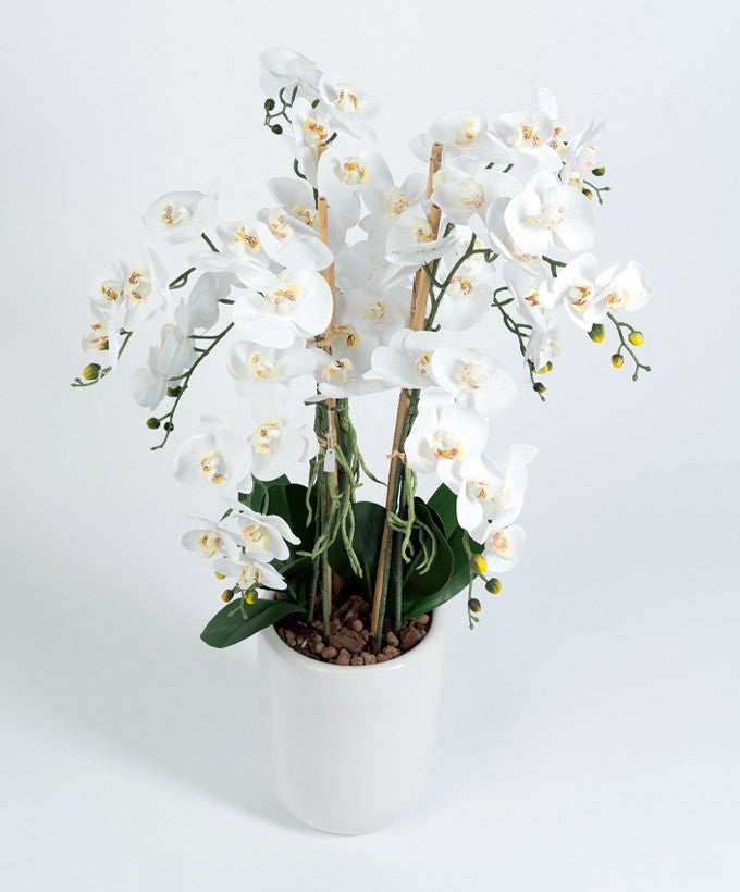 PIANTA ORCHIDEA SFUMATA PHALAENOPSIS - BIANCA