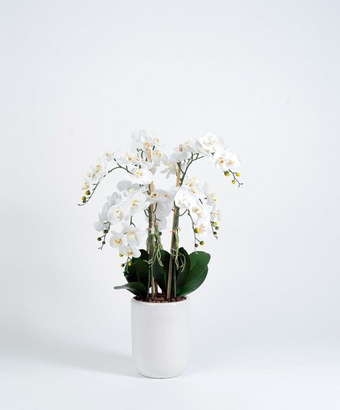 PIANTA ORCHIDEA SFUMATA PHALAENOPSIS - BIANCA