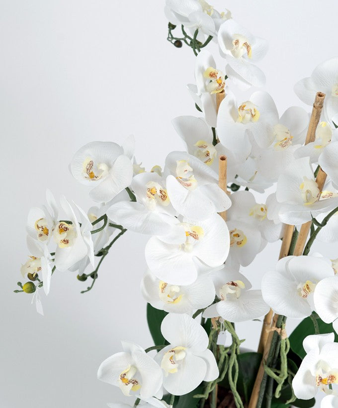 PIANTA ORCHIDEA SFUMATA PHALAENOPSIS - BIANCA