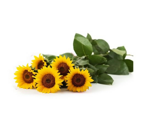 5 Girasoli