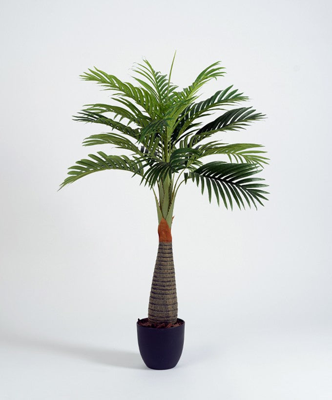 PIANTA RABELLINA