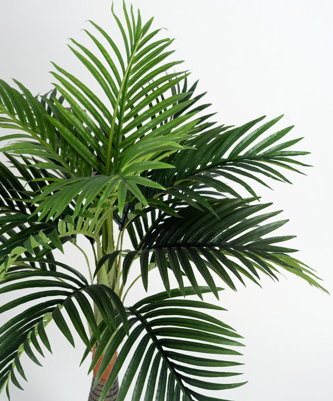 PIANTA RABELLINA