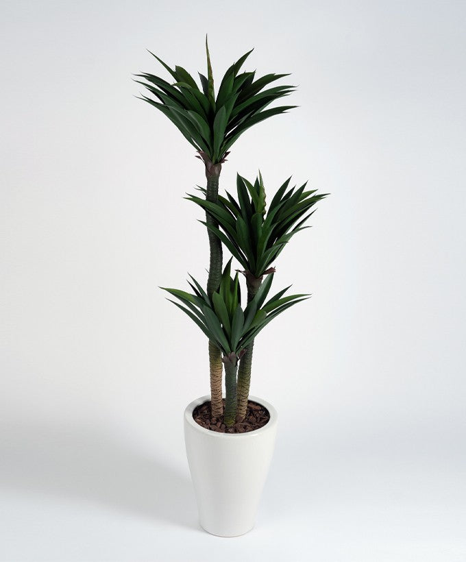 PIANTA TRACENA