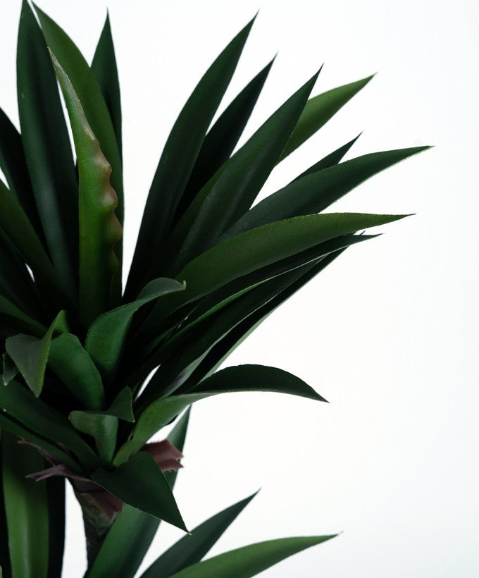 PIANTA TRACENA