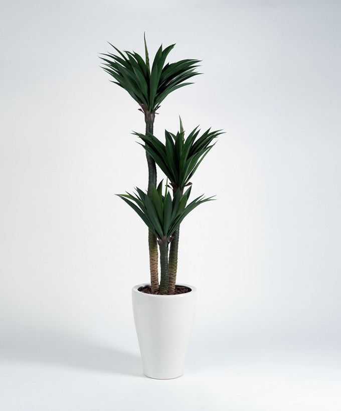 PIANTA TRACENA