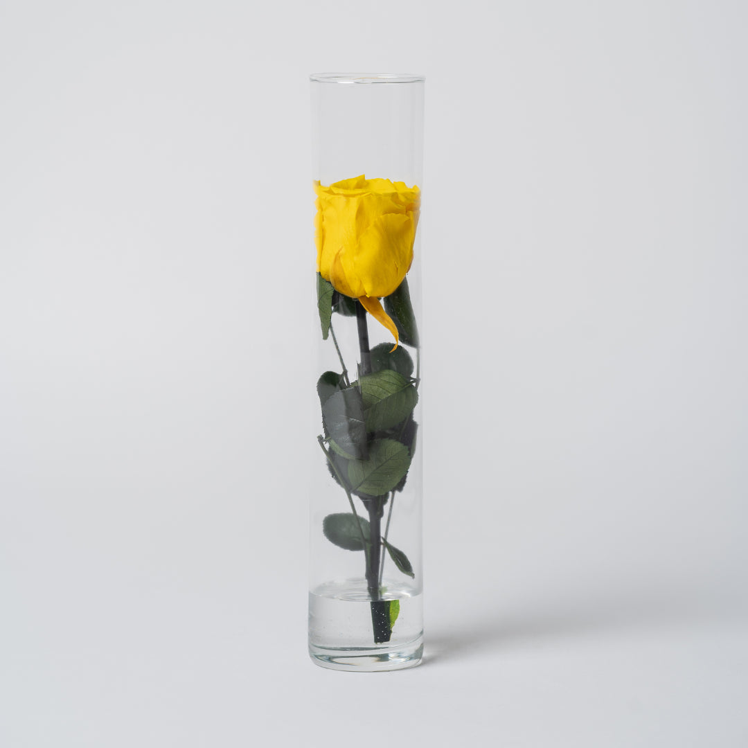 ROSA STABILIZZATA ALTA - GIALLA