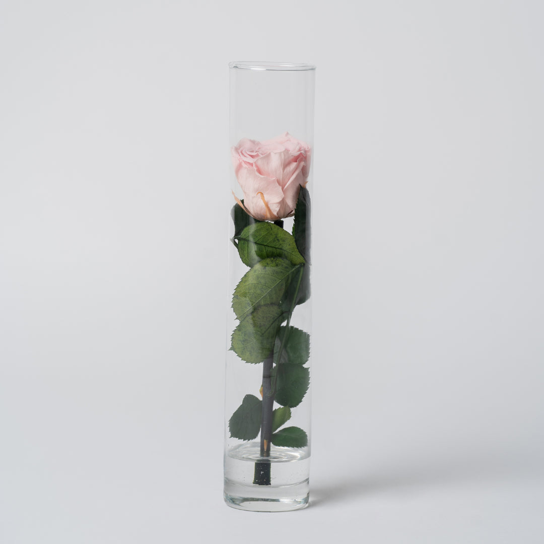 ROSA STABILIZZATA ALTA - ROSA