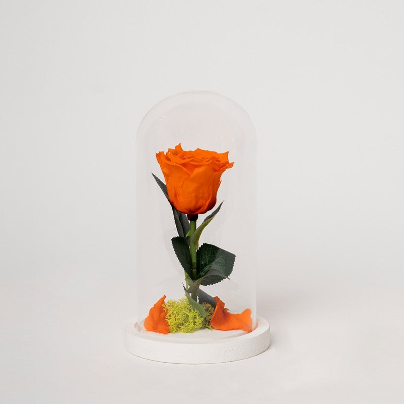 ROSA STABILIZZATA CILINDRO - ARANCIO GRANDE